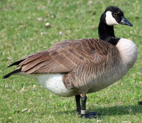 How To Determine Sex Of A Goose 23